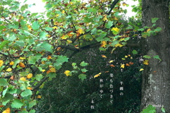 写真句:半纏木の葉 写真句:半纏木の葉