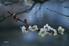 写真句：春告げの花３