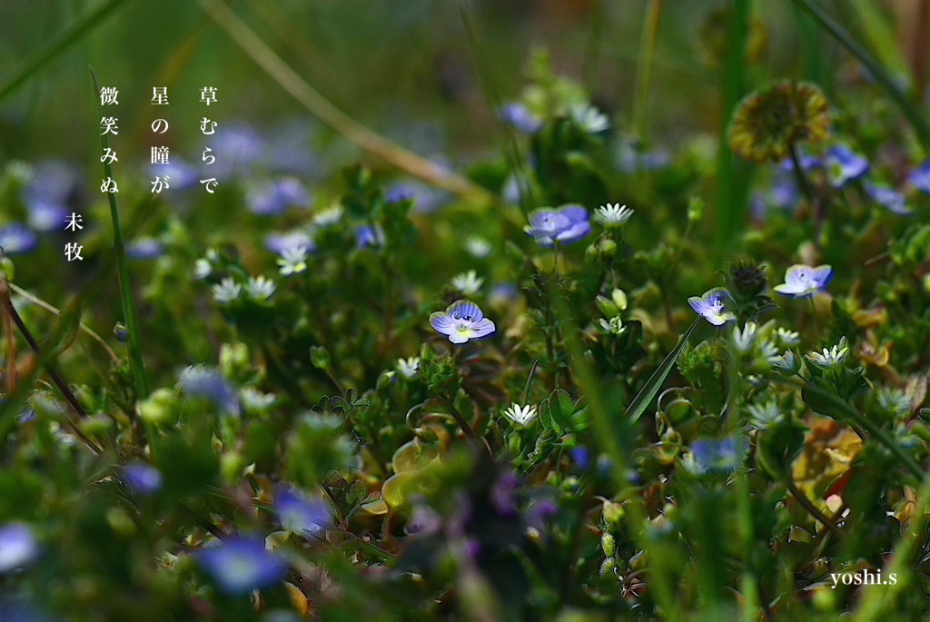 写真句：足元の極楽３：星の瞳