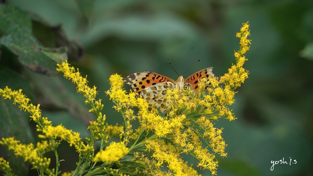 写真エッセイ：The yellow on the yellow