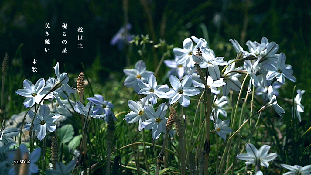 写真句：足もとの春３：ベツレヘムの星／花韮