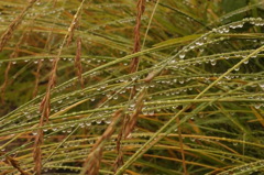 雨露のソナタ