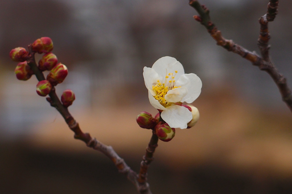 梅花開く：写真句