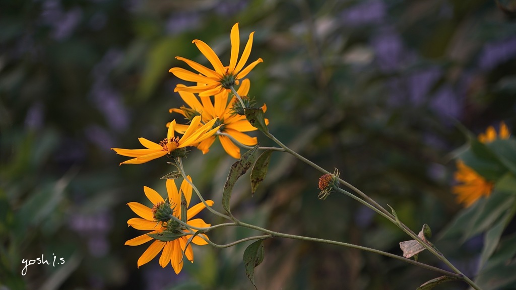 写真句：菊芋の花・横