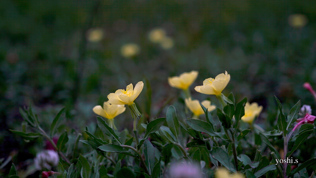 写真掌編：続・夜会の花（龍馬異聞 Ⅱ）２