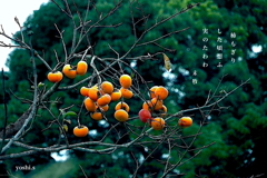 写真句：柿の実