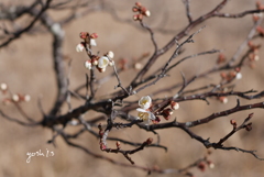 梅花６： 梅が枝（うめがえ）：写真歌