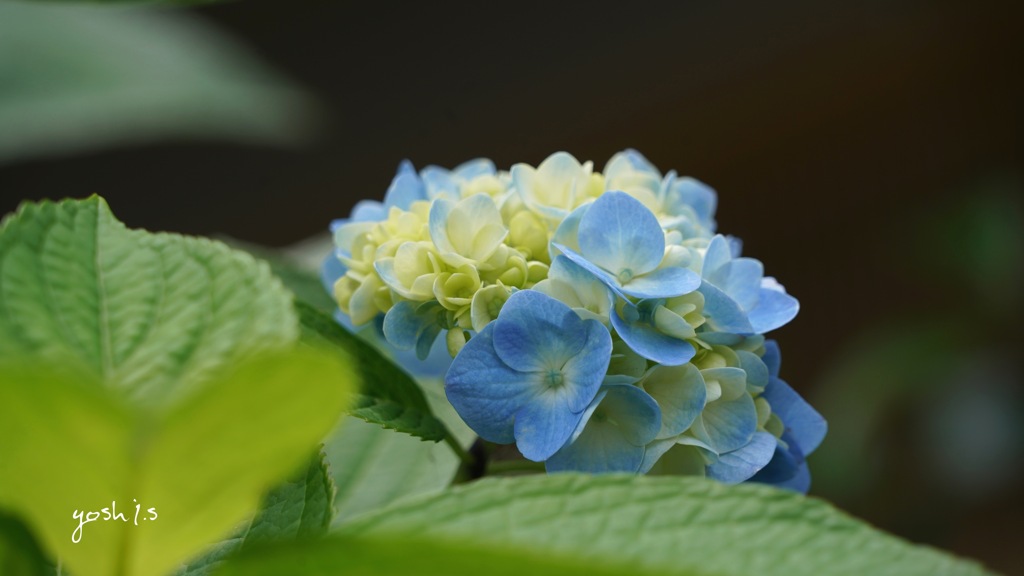 写真句：gently born