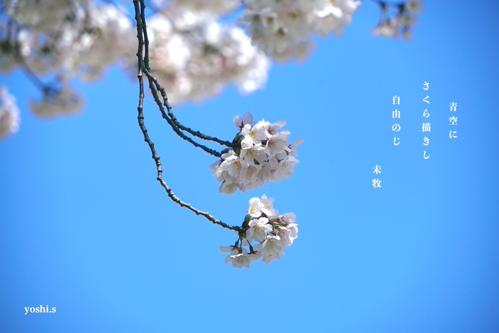 写真句：写真エッセイ：桜４：じ