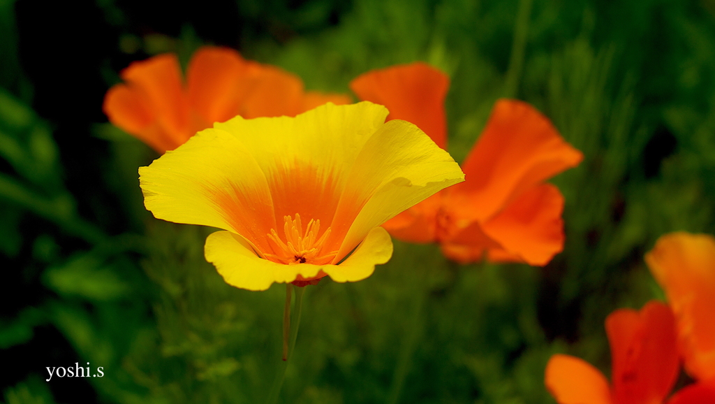 写真エッセイ：海辺の花１：California poppy