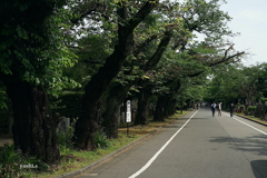 写真エッセイ：谷根千ウォーク２：谷中霊園１