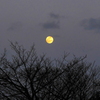 写真句：初春の望月