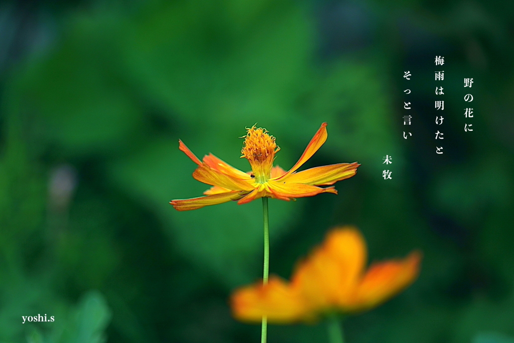 写真句：野の花