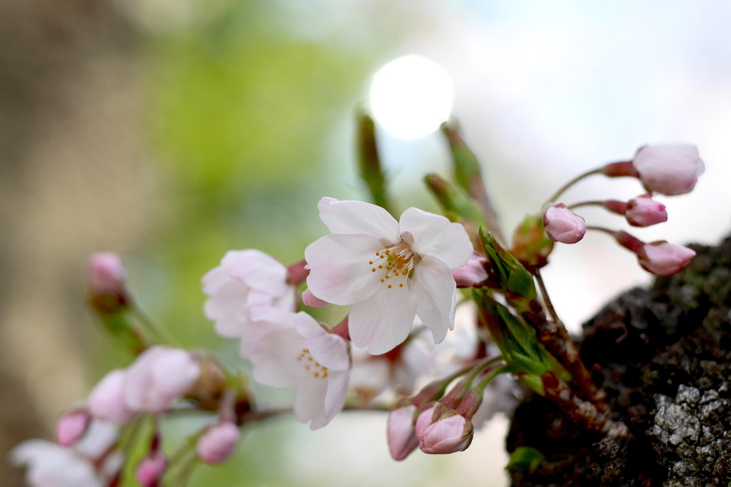 写真掌編：桜の下で 14：桜幻想２