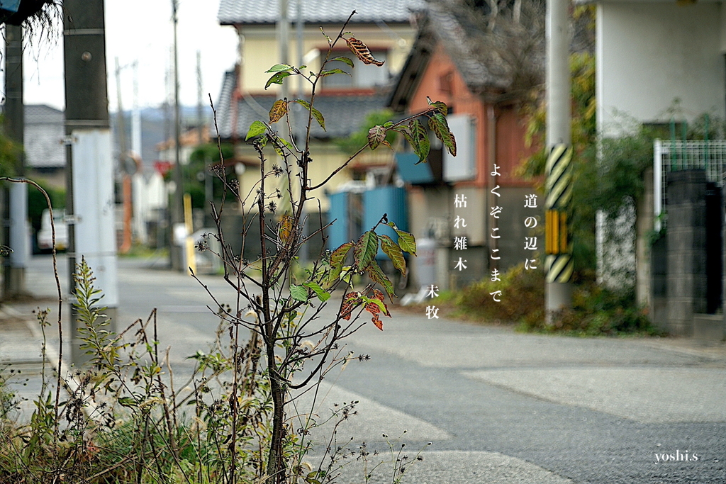 写真句：いとしの枯れ4：道の辺の枯れ：NTW534