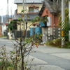 写真句：いとしの枯れ4：道の辺の枯れ：NTW534
