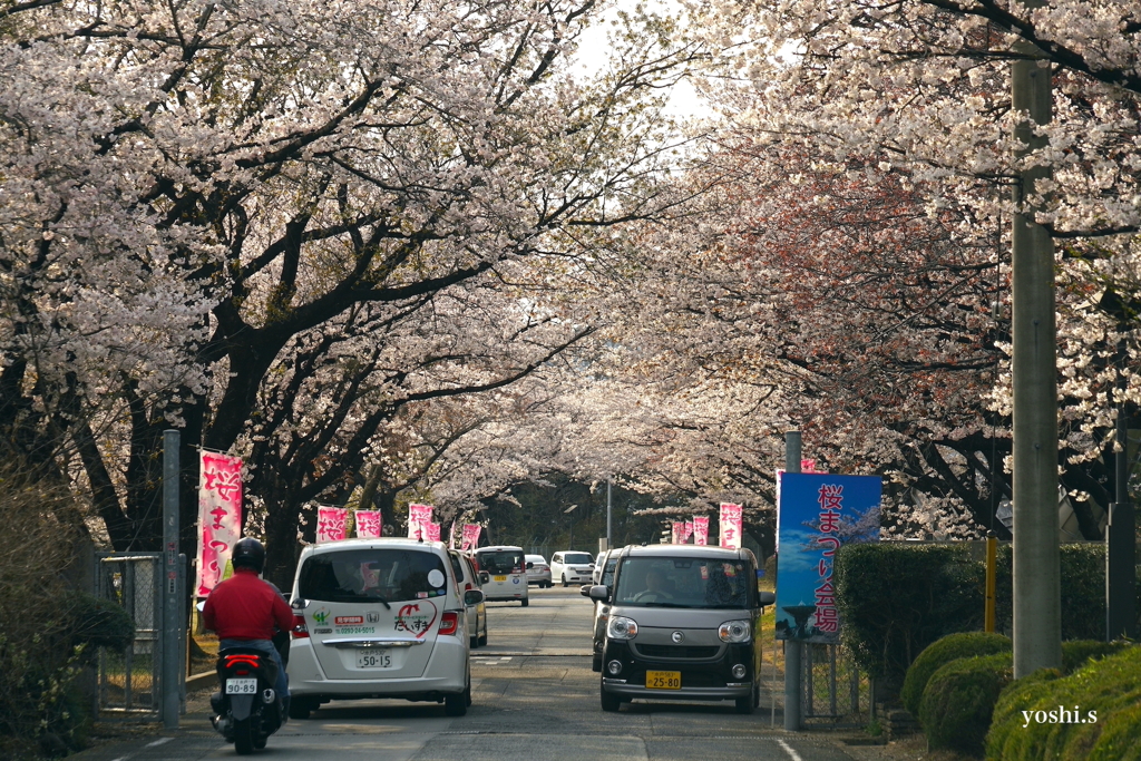 写真エッセイ：さくら宇宙公園さくら祭り１：NTW593