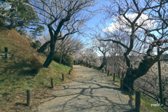 写真エッセイ：偕楽園散歩10：回遊歩道１