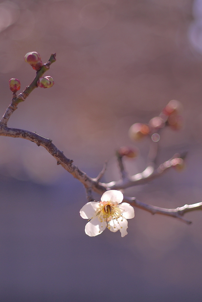 春陽（はるひ）：写真句