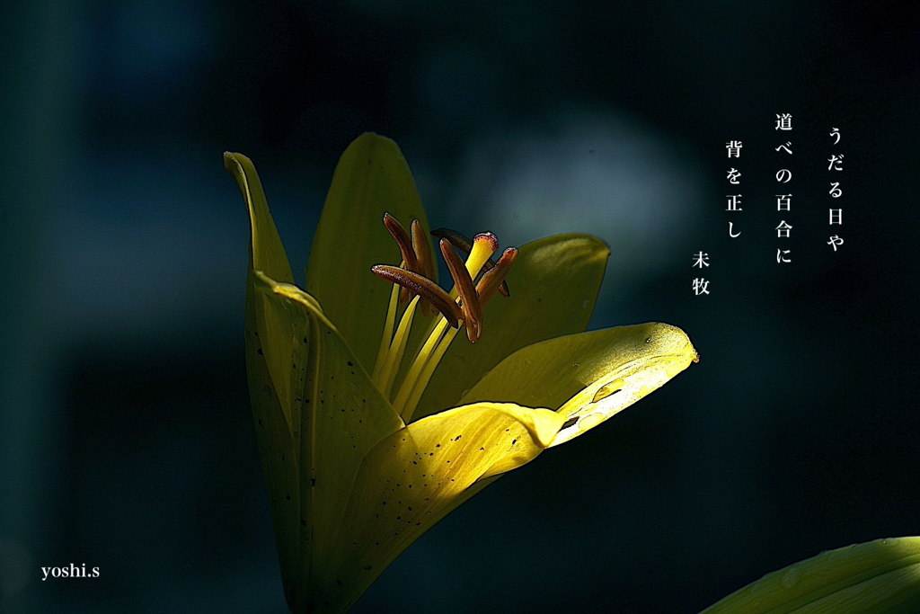 写真句：百合