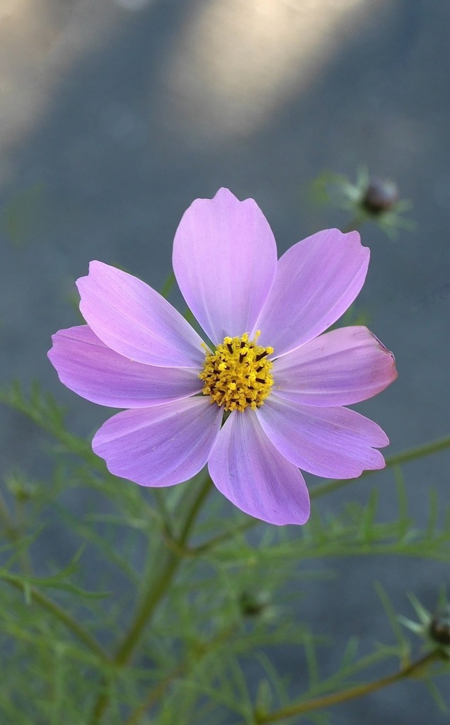 待つ人の影なく花びらは舞い来る