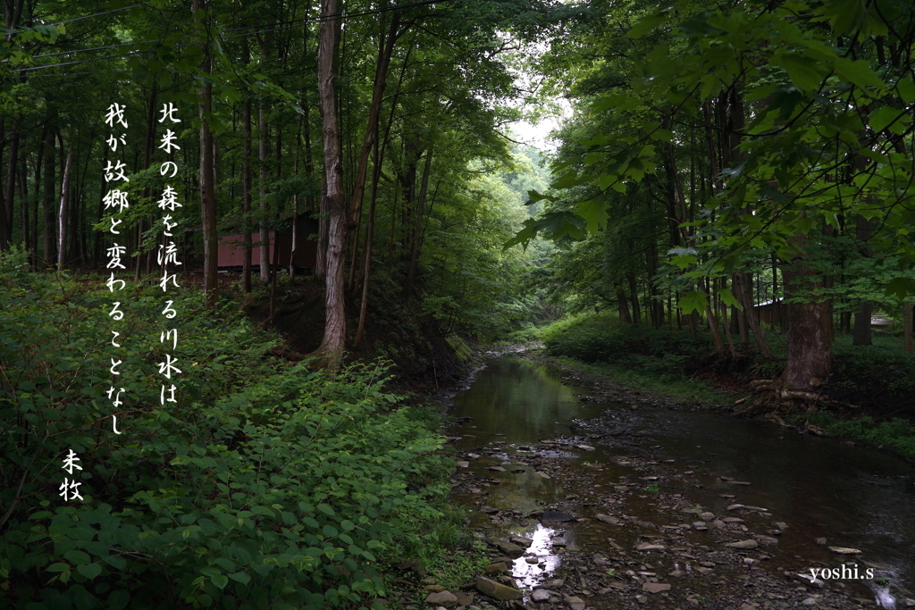 My Trip to US 2024 #9：写真歌：森の中の流れ