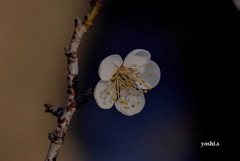 写真歌：梅の香