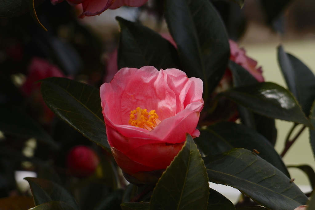 花盃