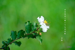 写真句：百日紅１：白花