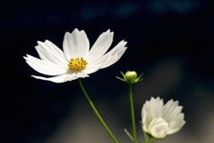 秋桜：写真句