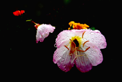 雨に濡れる花