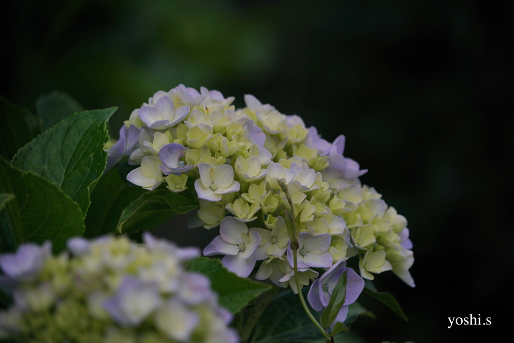 写真掌編：続・夜会の花（龍馬異聞 Ⅱ）３