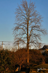 写真句：公園の樹・冬３：ゆりの木