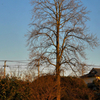 写真句：公園の樹・冬３：ゆりの木