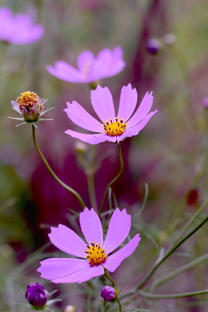 秋桜２