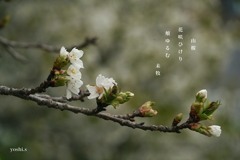写真句：山桜１：花咲ふ