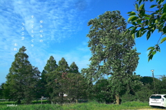 写真句：夏空