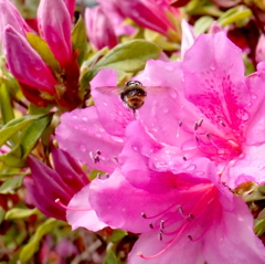 雨上がりの飛行