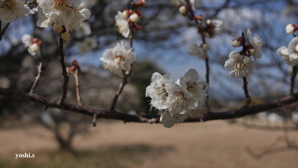 写真掌編：竜の背の姫君たち