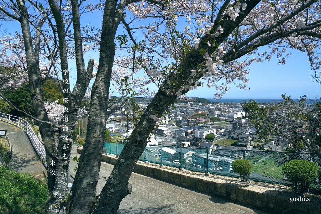 写真句：高校の桜４：望海１