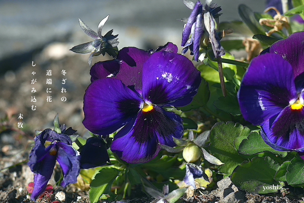写真句：道端の花１