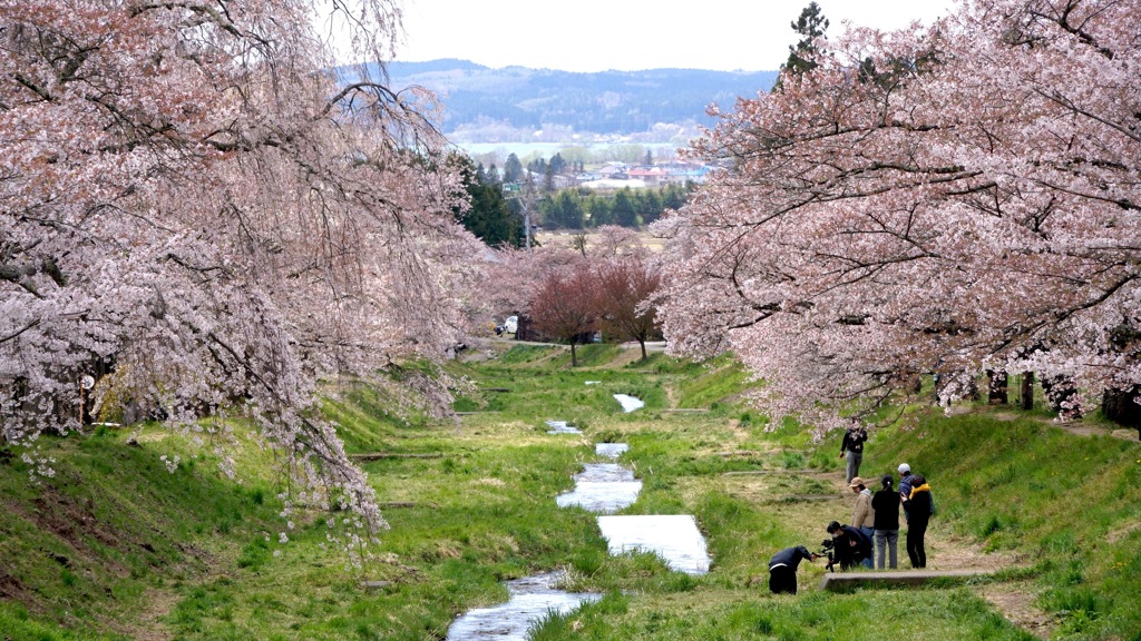 写真エッセイ：観音寺川花堤４