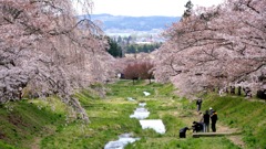 写真エッセイ：観音寺川花堤４