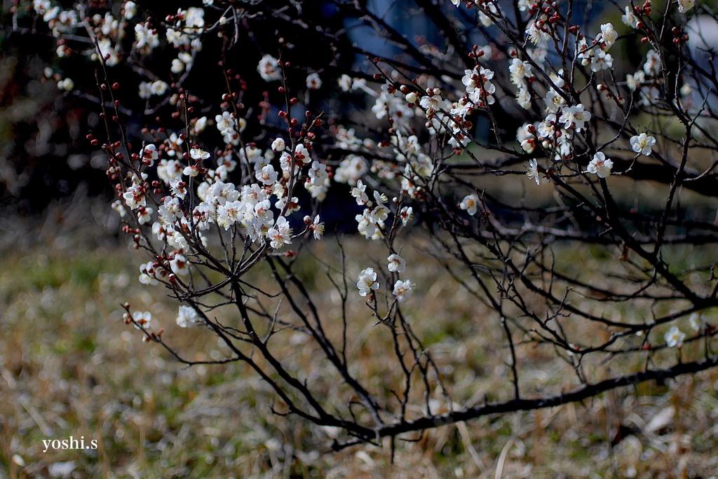 写真三連歌：好文の花