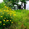 写真エッセイ：空き地の花２