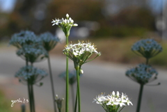 写真句：韮の花の咲く道