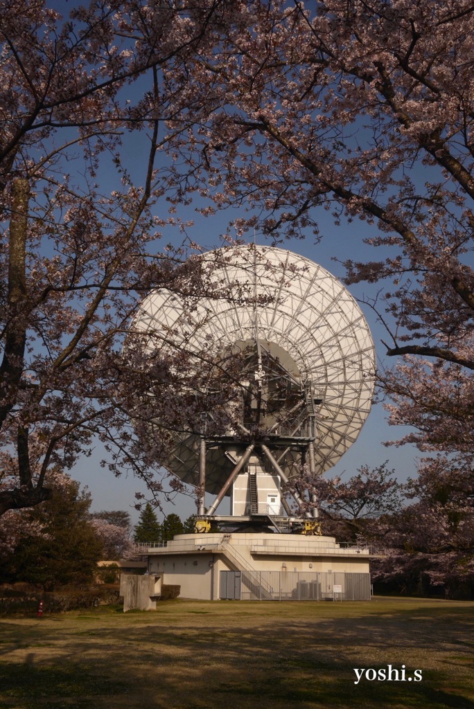 写真エッセイ：桜18：さくら公園９：パラボラアンテナ：NTW340