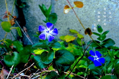 写真句：写真エッセイ：春を呼ぶ花