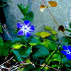 写真句：写真エッセイ：春を呼ぶ花