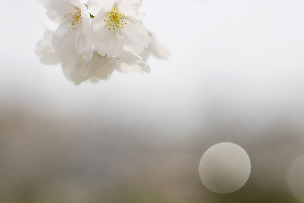 写真三行詩×２：桜幻想